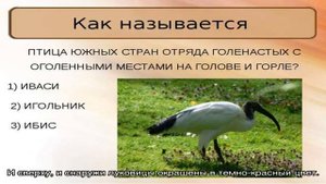 Яркий, сочный и сладкий — как называется красный лук