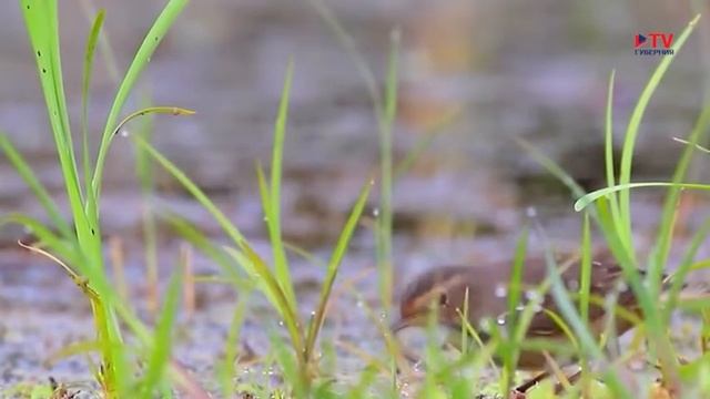 Популярная орнитология: варакушка смотреть онлайн