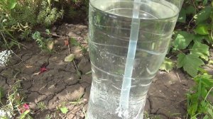 #Унаби (#Зизифус). Эксперимент с "опылением".