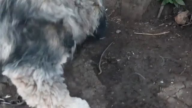 Модная причёска Ёршика.