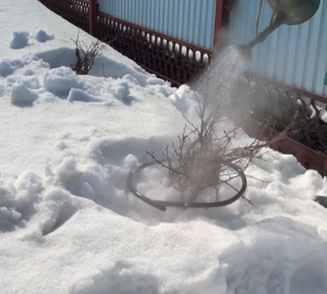 Весенняя обработка кипятком смородины и крыжовника - залог здорового и богатого урожая ягод летом!