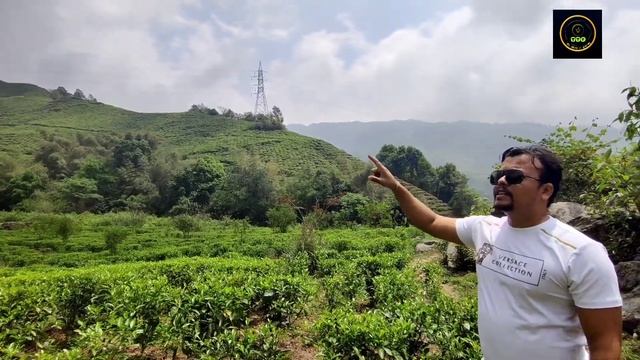 Types of Tea Plants (Part-1): China Type (Camellia sinensis Var. Sinensis): Aroma of Darjeeling Tea смотреть онлайн