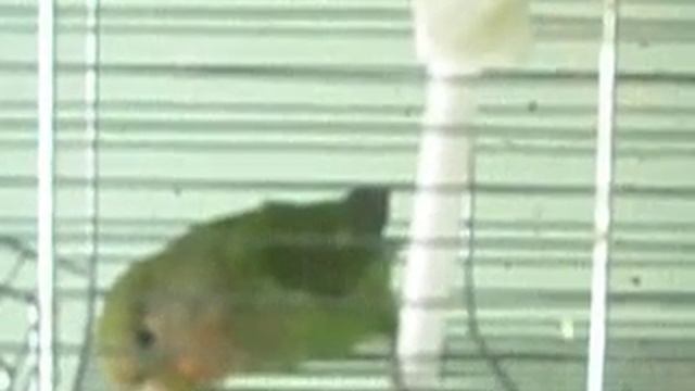 Зоомагазин Динозаврик 10 смотреть онлайн