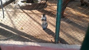 Polite Grivet Monkeys Eat Bananas