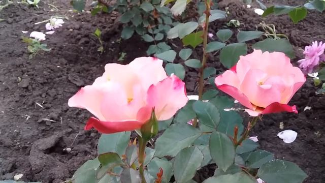 Алиссар Принцесса Финикийская саженец весенней посадки из питомника Нью-джерси!!!????? смотреть онлайн