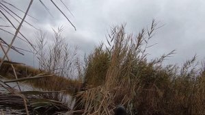 Охота на утку осень 2022