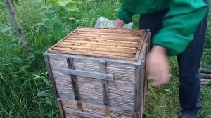 Как не допустить роение пчел.Как вывести пчел с роевого состояния. Вывод з роево