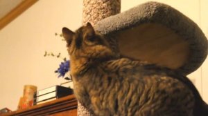 Домики для кошек с когтеточкой