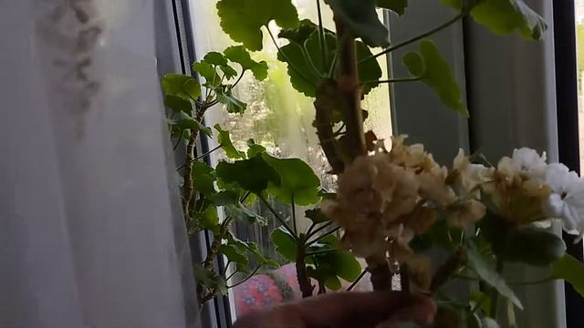 Орхидея Далматинец Цветет после реанимации .15.04.2022 смотреть онлайн