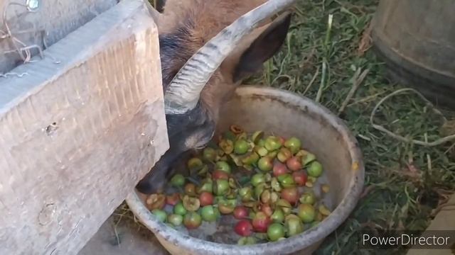 важная добавка для кур несушек?//что повышает удой! ?дрожжевание для несушек. яблоки для коз