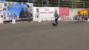 бельгийский гриффон, видео с выставки собак