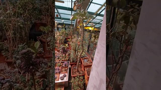 Аптекарский огород.Москва смотреть онлайн