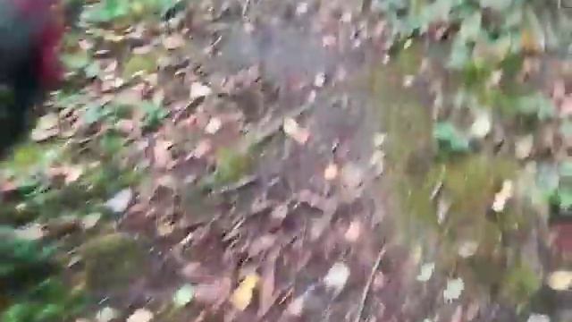 Excel G Explorer handling forest terrain смотреть онлайн