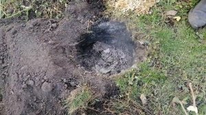 ?ПОСАДКА МОРОЗОСТОЙКОЙ ХУРМЫ//Сорт Сосновская//Киевская обл.,Украина