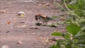 щегол клюёт одуванчик 13.06.2022