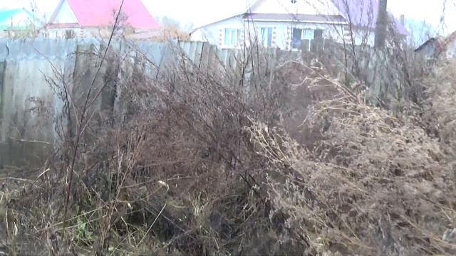 Щенки от Дар-Бакса и Свега - Умка  11 мес ..Катя и Белка смотреть онлайн