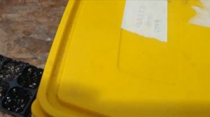 Секвойя гигантская из семян