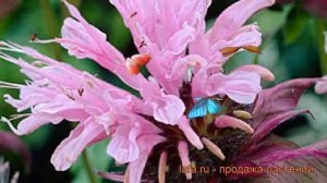 Монарда гибридная Бьюти ов Кобэм ? обзор: как сажать, рассада монарды Бьюти ов Кобэм