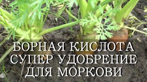 БОРНАЯ КИСЛОТА СУПЕР УДОБРЕНИЕ ДЛЯ УРОЖАЯ МОРКОВИ / Чем подкормить морковь?