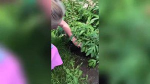 Как быстро подвязать пионы