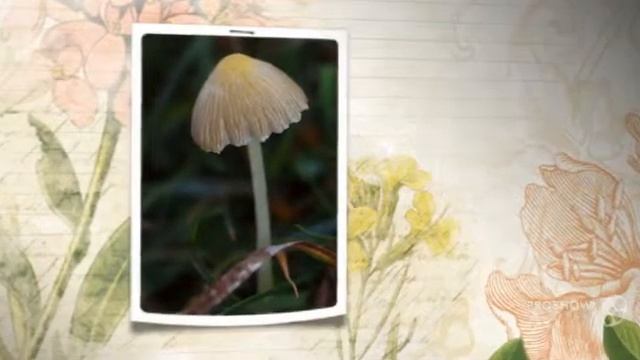 Galerina graminea - fungi kingdom смотреть онлайн