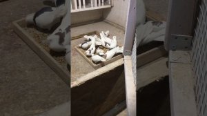 Пермские высоколетные