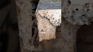 Жук-древоточец