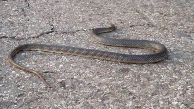 Желтопузый полоз 1,5 метра смотреть онлайн