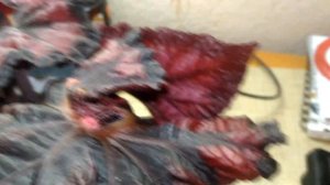 Советуйте цветоводы - бегониеводы! Растет детка на листе бегонии в горшке.Как поступить с листиками