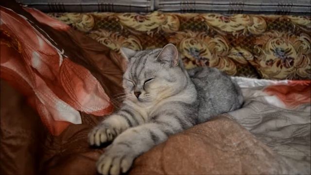 Какую воду можно давать животным? смотреть онлайн