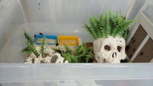 Мадагаскарские тараканы. Общие сведения. Обзор