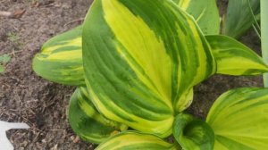 хоста Rainbow end