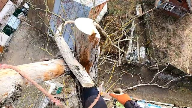 Режем аварийный вяз Cutting a dry dangerous elm tree смотреть онлайн
