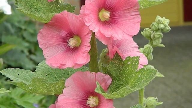 alcea rosea pleniflora pink stokroos смотреть онлайн