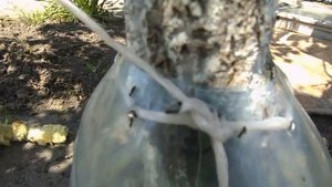 Как избавиться от тли и муравьёв в саду. Ловушка которая работает. Сад огород своими руками.