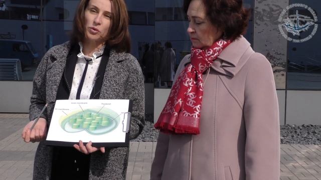 Видеоурок "Биология. Фотосинтез." смотреть онлайн