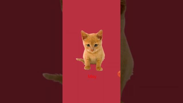Цыплёнок Пи