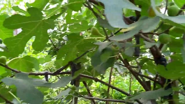 Инжир Коричневый турецкий (Brown Turkey) в начале сентября. смотреть онлайн