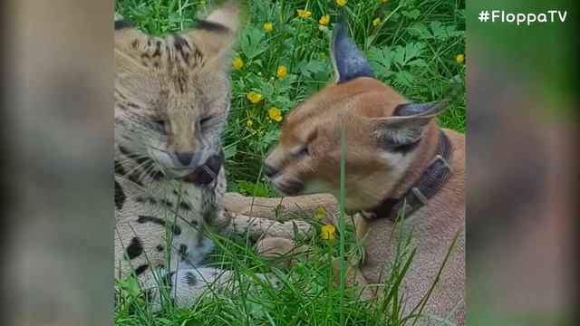 Floppa Adolf Had a Good Time with Myxa : Caracal смотреть онлайн