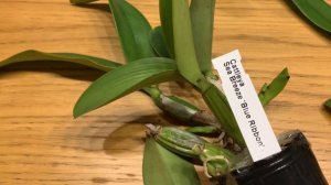 2021第一个开箱视频 First Orchid Haul 2021 from Orchids and More