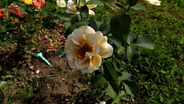 РОЗЫ - редкого и уникального ЗОЛОТОГО ОТТЕНКА. Роза Эвентайл д`Ор и Амнезия. смотреть онлайн