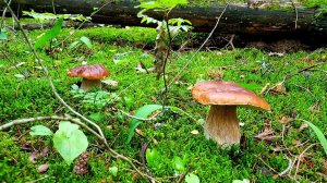 VLOG: На ГРИБАЛКУ! / Вы Только ПОСМОТРИТЕ, КИКИХ КРАСАВЦЕВ СОБРАЛИ! / Охота НА ГРИБЫ УДАЛАСЬ