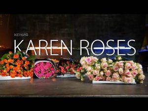 Кустовая роза | Плантация Karen Roses, Кения