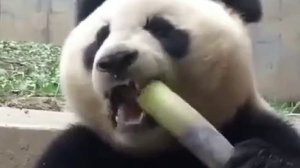 Сочный бамбук.mp4