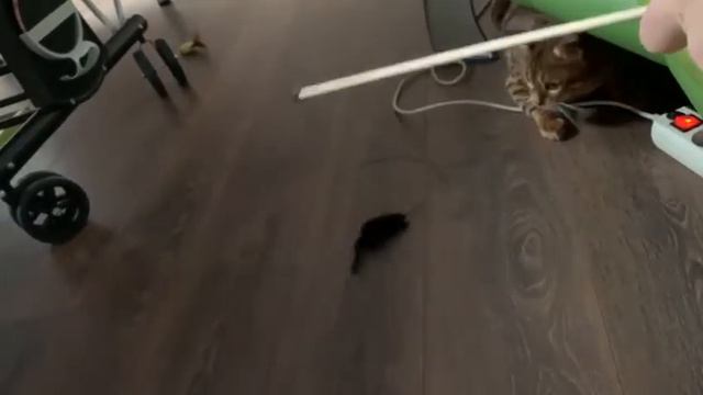 14.12.2020 - Кошка Брики уехала домой (видео из дома) смотреть онлайн