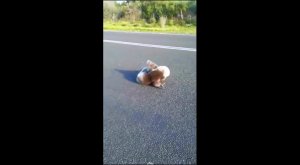 Австралийка спасла из-под колес фуры двух дерущихся на дороге коал