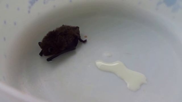 ЛЕТУЧАЯ МЫШЬ на обед в Австрии смотреть онлайн