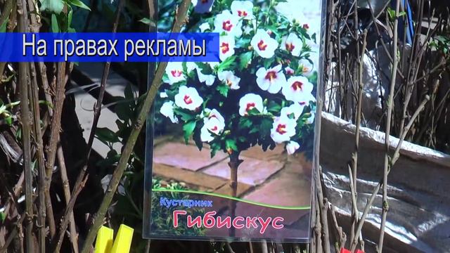 В Усть-Кут привезли саженцы из Иркутска. смотреть онлайн