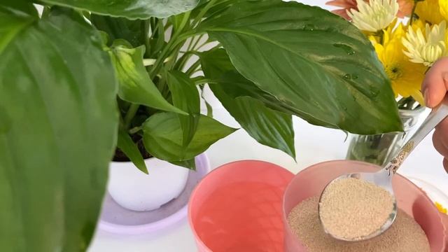 Гүлді Қысқа Дрожбен Дайындаймыз. Дрожбен үй гүлдері. Қысқа дайындық смотреть онлайн