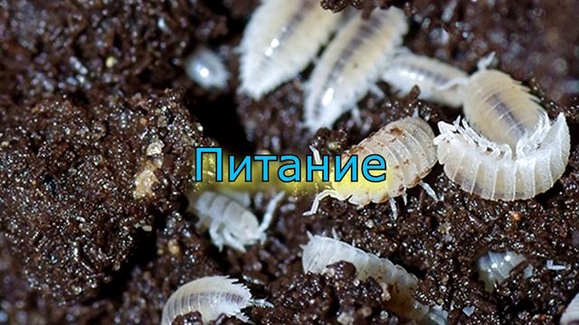 САНИТАР ТЕРРАРИУМА! (БЕЛАЯ, карликовая, ТРОПИЧЕСКАЯ, МОКРИЦА)Trichorhina tomentosa